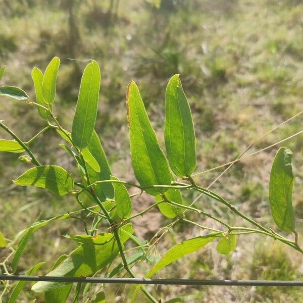 Smilax laurifolia Fuelha