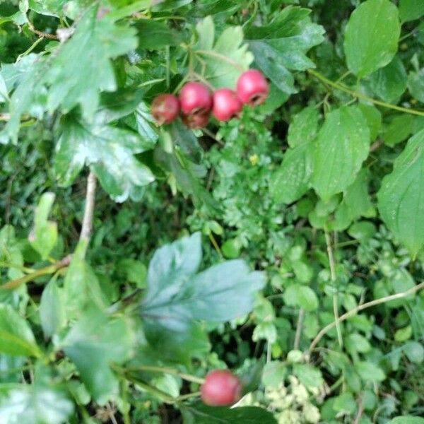 Crataegus laevigata Meyve