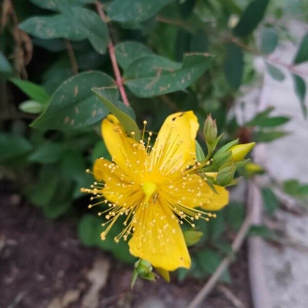 Hypericum hircinum Fiore