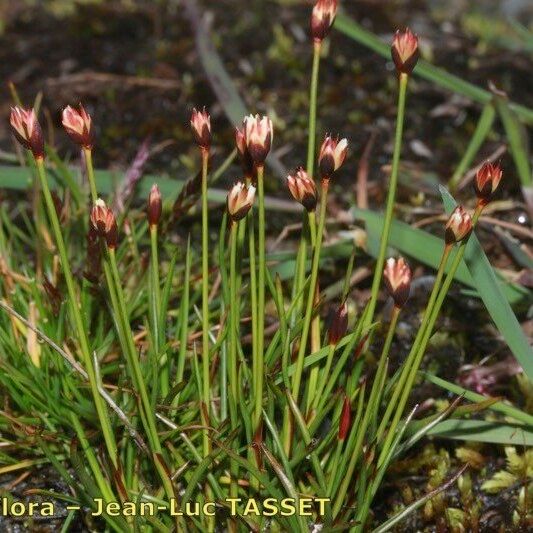 Juncus triglumis Natur