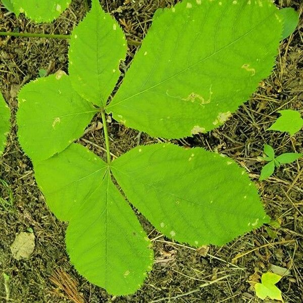 Aralia nudicaulis Folha