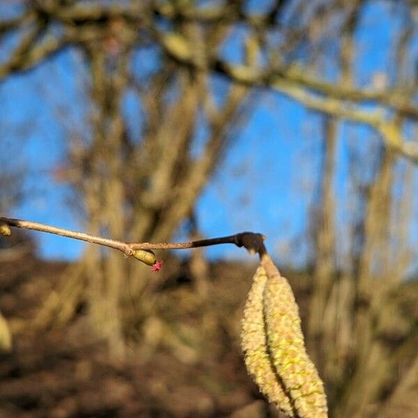 Corylus avellana Fiore