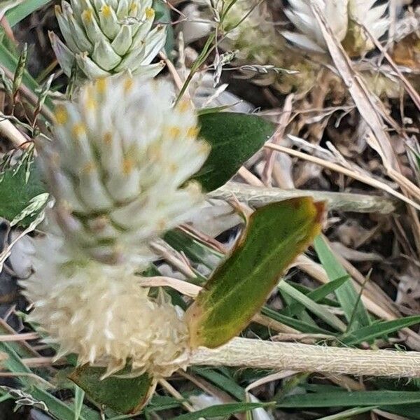 Gomphrena celosioides Λουλούδι