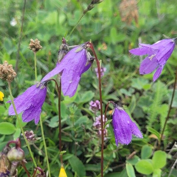 Campanula rapunculoides Fleur