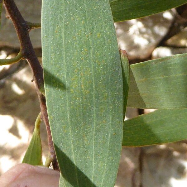 Acacia longifolia Fuelha