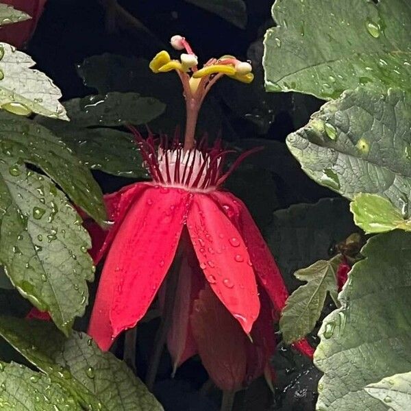 Passiflora vitifolia Bloem