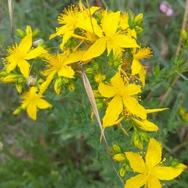 Hypericum perforatum Floare