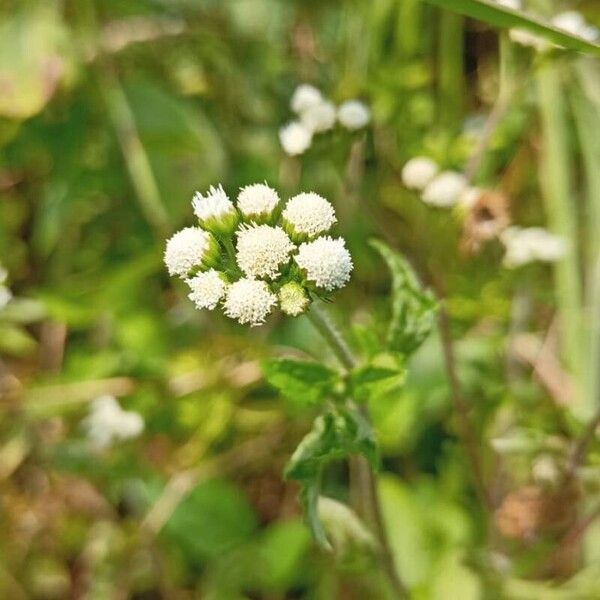 Ageratum conyzoides Bloem