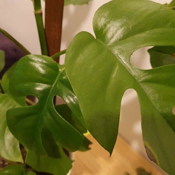 Monstera minima Blad