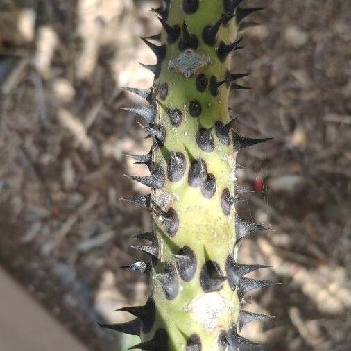 Erythrina madagascariensis Φλοιός