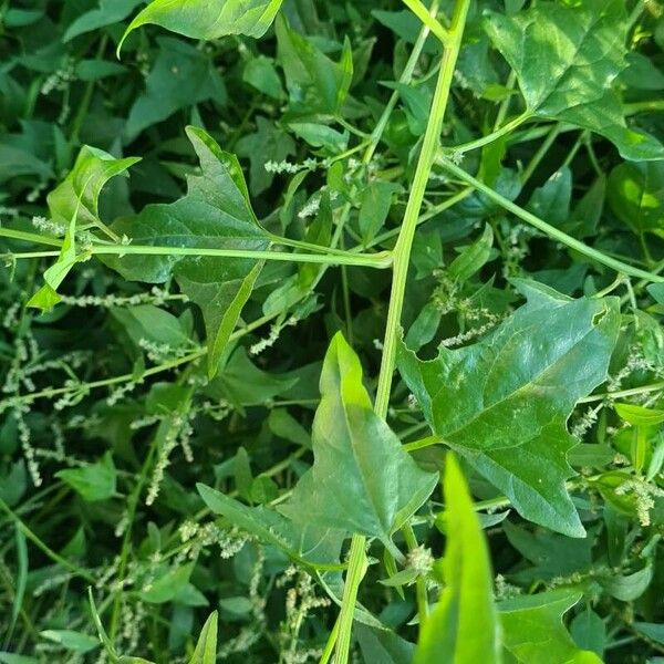 Atriplex prostrata Blad