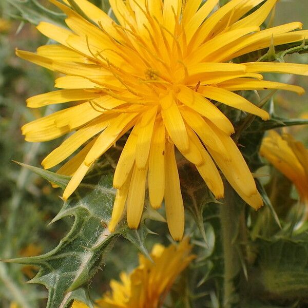 Scolymus hispanicus Flower