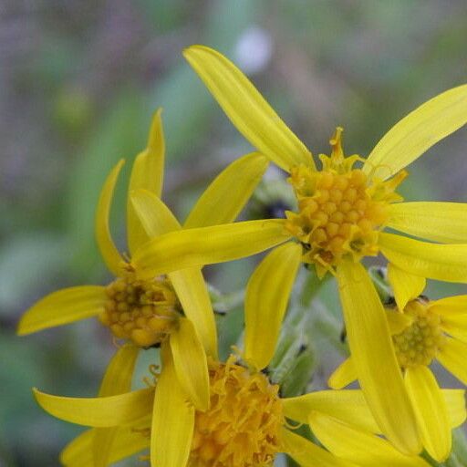 Senecio lugens Flor