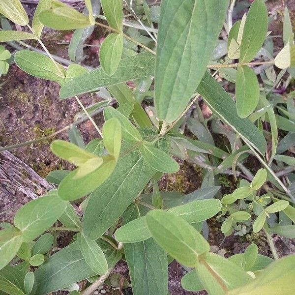 Hypericum punctatum Hoja