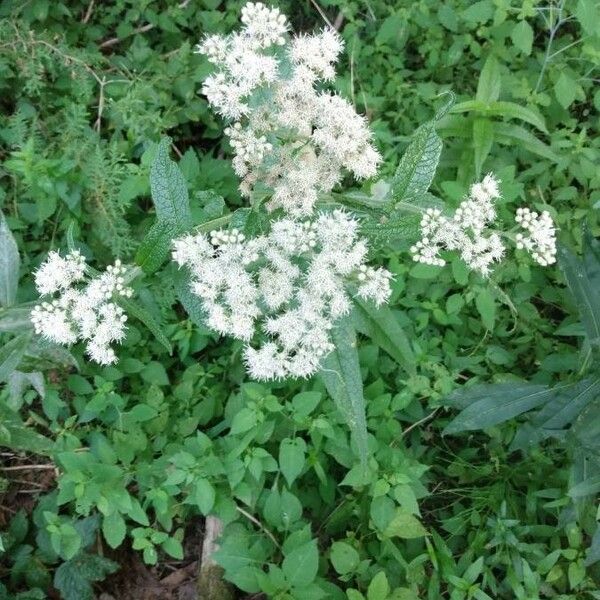 Eupatorium perfoliatum Kvet