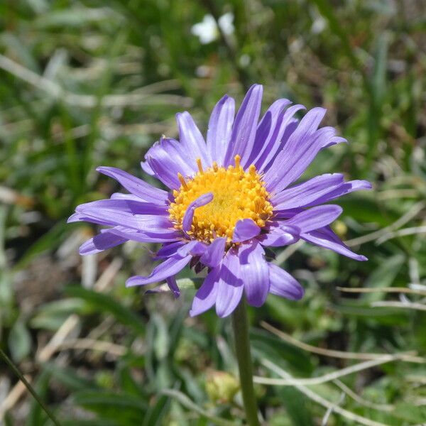 Aster alpinus Цветок