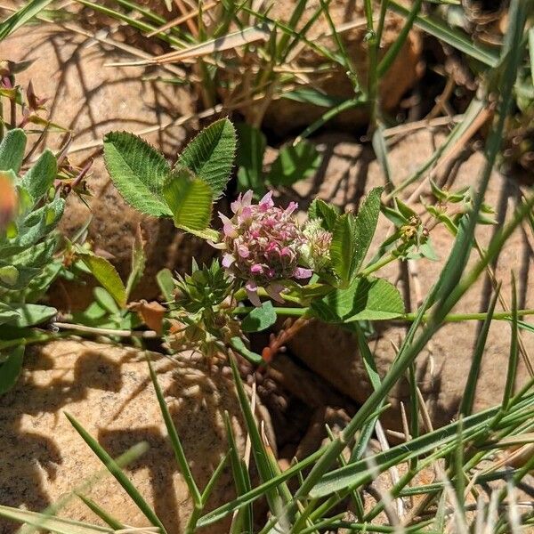 Trifolium glomeratum 花