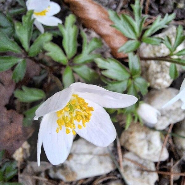 Anemonoides nemorosa Blüte