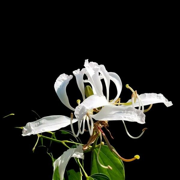 Bauhinia purpurea Flower