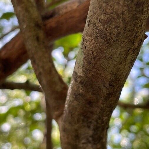 Haematoxylum campechianum 樹皮