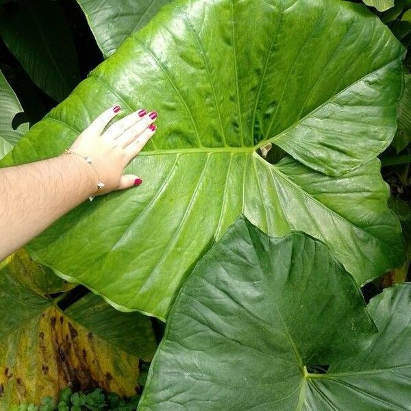 Xanthosoma sagittifolium Leaf