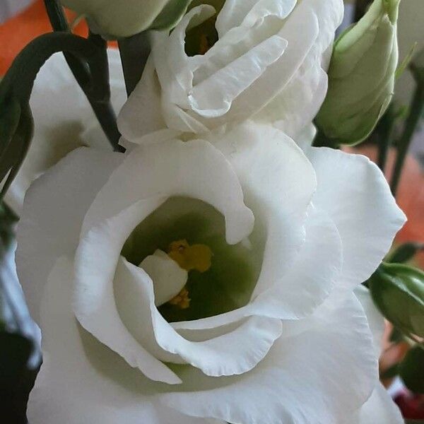 Eustoma russellianum Flower