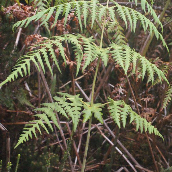 Histiopteris incisa Habitat