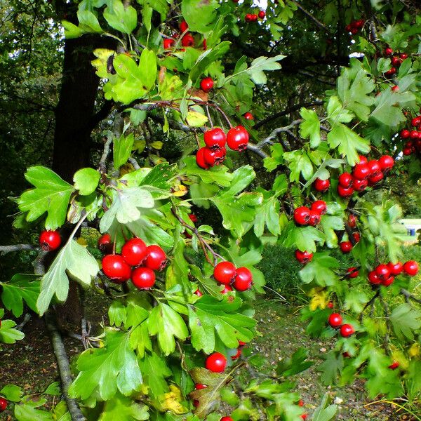 Crataegus rhipidophylla Fruit