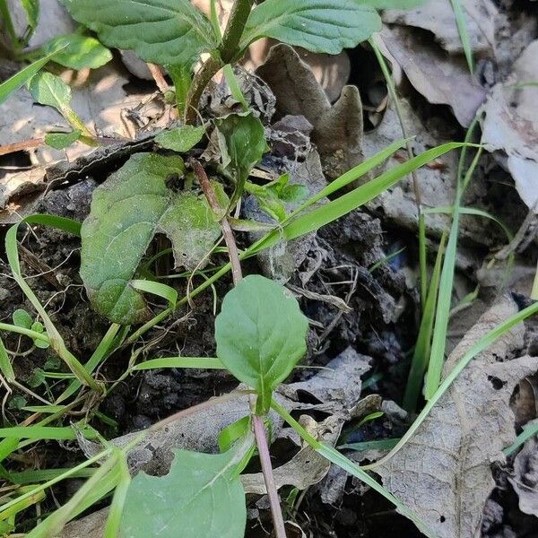 Ajuga reptans Hábito