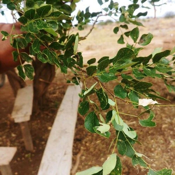 Dalbergia melanoxylon Leaf