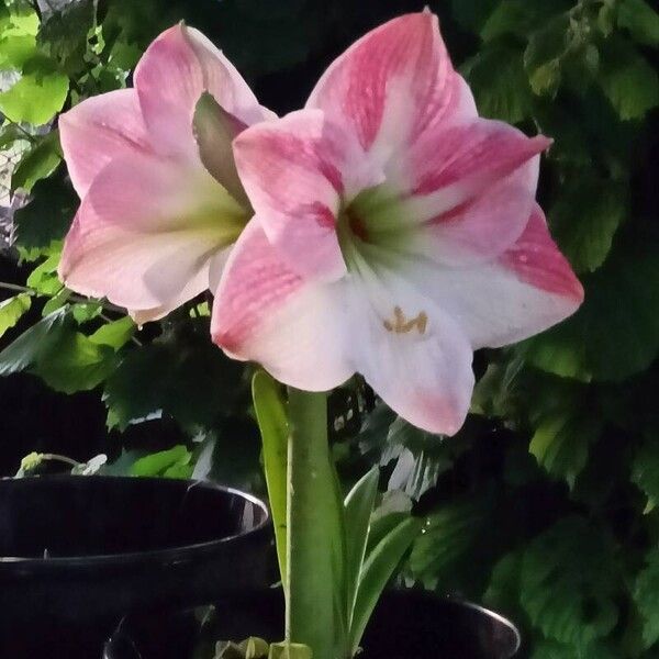 Amaryllis belladonna Цветок