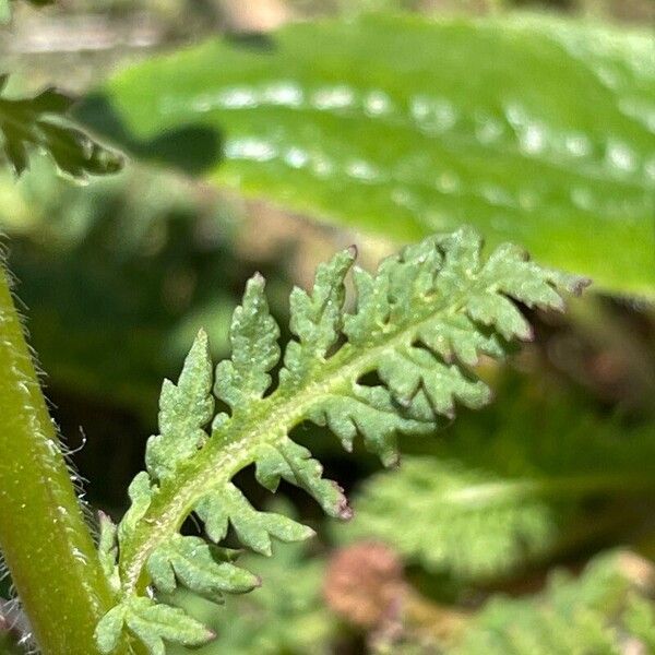 Pedicularis tuberosa Φύλλο