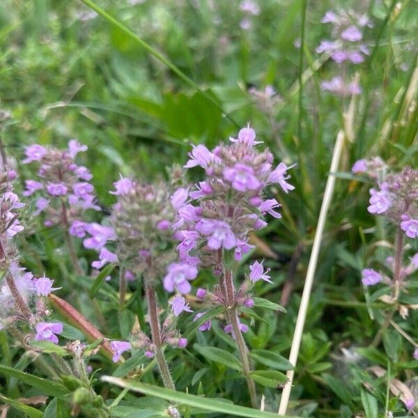 Thymus pulegioides Floare