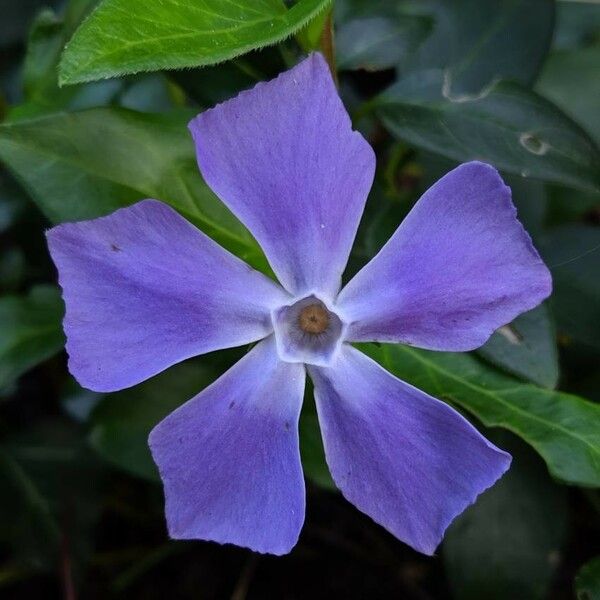 Vinca major Flor