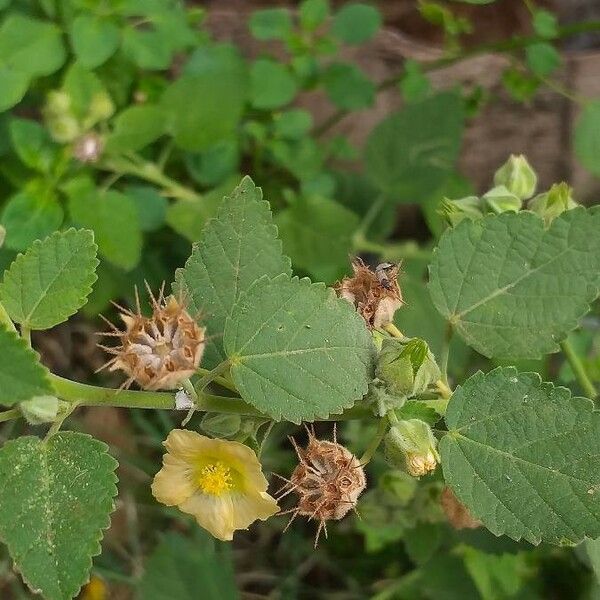 Sida cordifolia Cvet