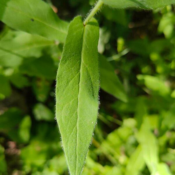 Hieracium prenanthoides Frunză