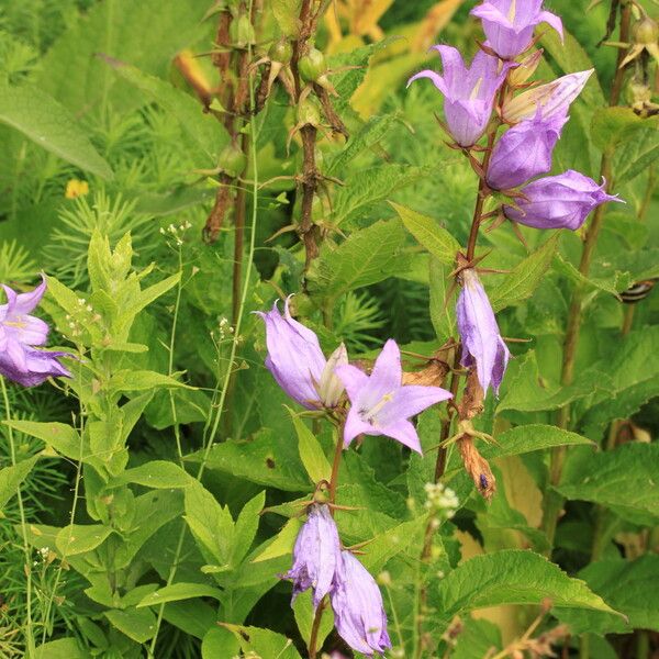 Campanula latifolia Habitat