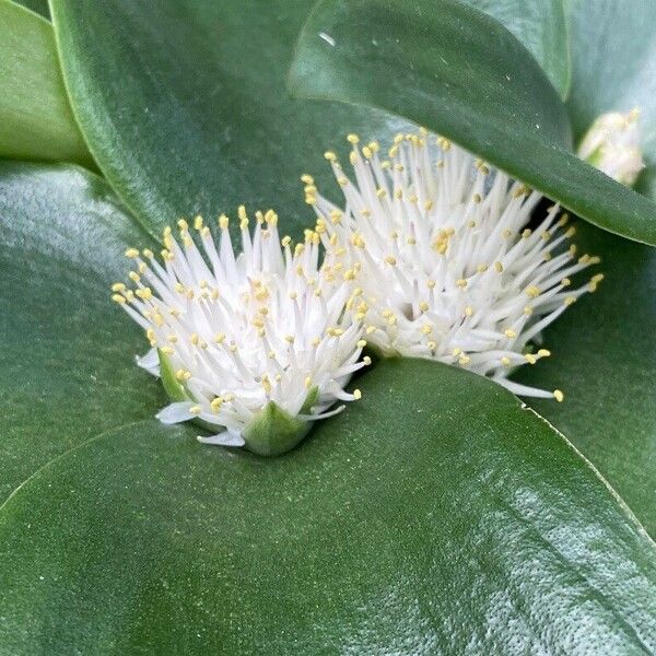 Massonia echinata Flower
