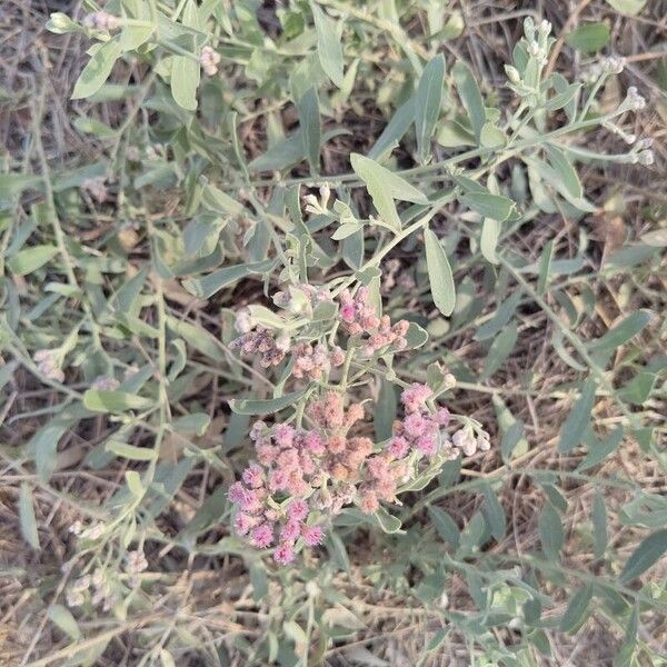 Pluchea indica Fiore