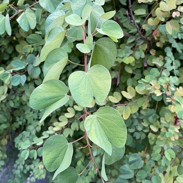 Bauhinia galpinii Leaf