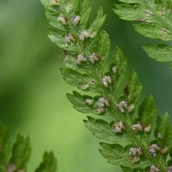 Athyrium filix-femina Fruitua