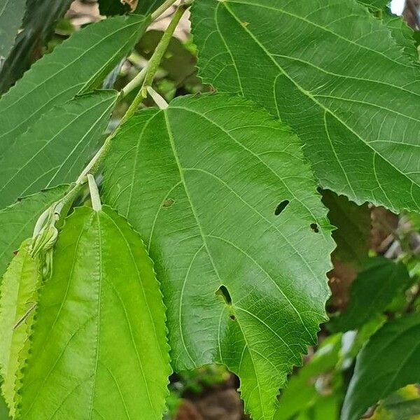 Grewia trichocarpa Folha