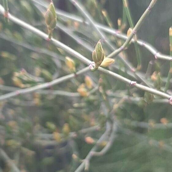 Ephedra foeminea Fuelha