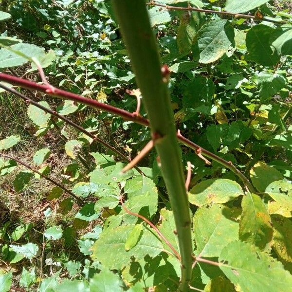 Salix myrsinifolia Blatt