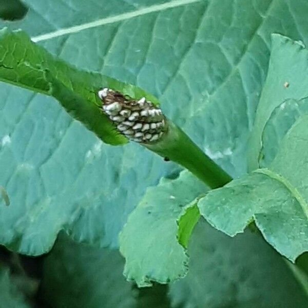 Persicaria lapathifolia Flor