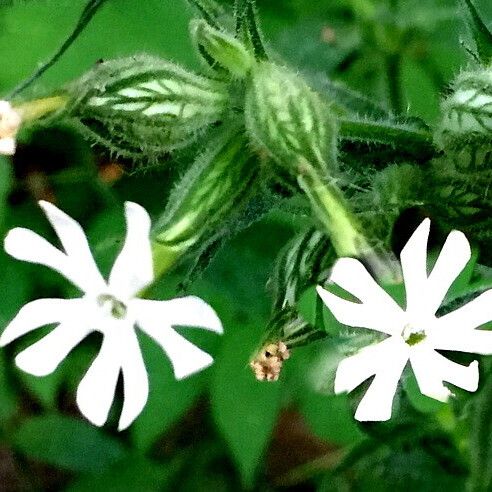 Silene noctiflora Kvet