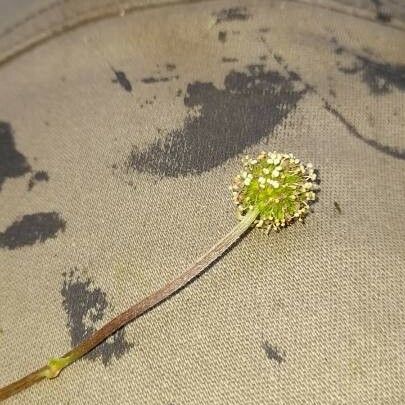 Acaena novae-zelandiae Λουλούδι