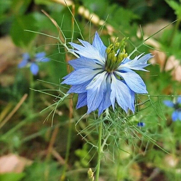 Nigella damascena Fiore