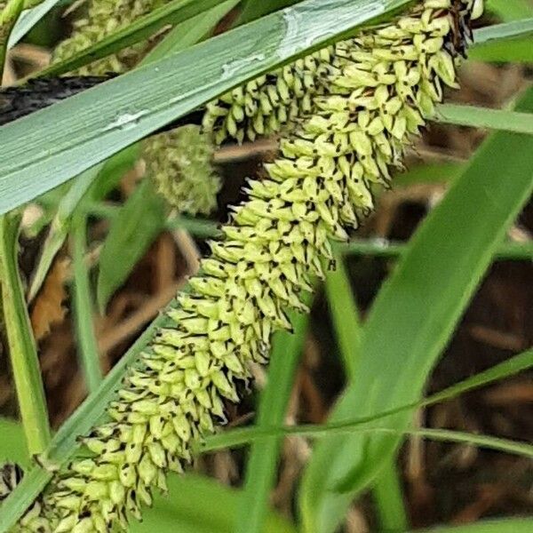 Carex acutiformis Плод