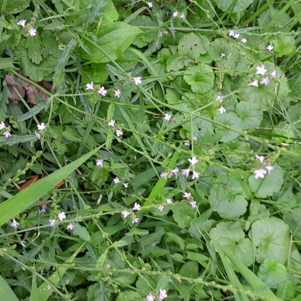 Verbena officinalis Habit